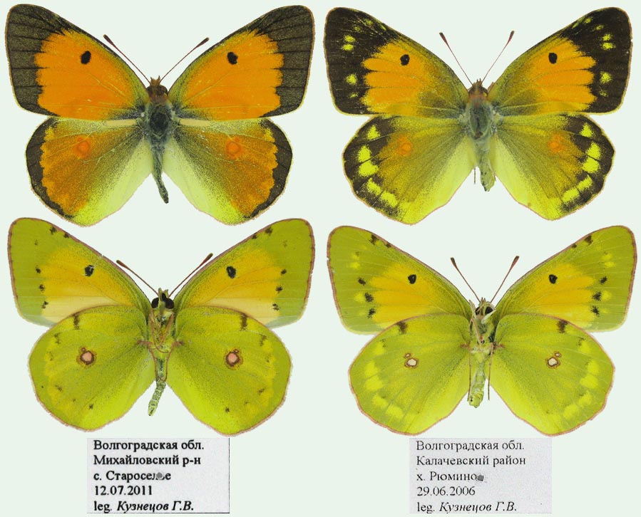 Colias myrmidone